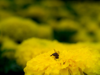 Bee Burrowed into The Flower to Feed on Nectar