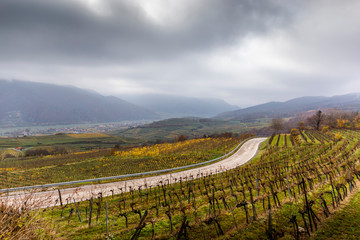 Fototapeta na wymiar Road between vineyards, Wachau, Austria.