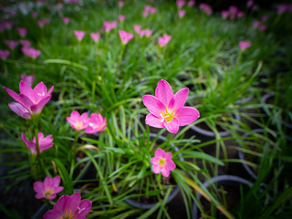 Pink Rain Lily Flowers Blooming