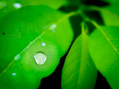 Rain Drops on The Castard Apple Leaves