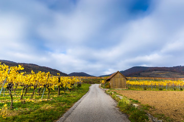 Rural landscape view to the European vineyards in autumn