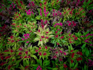 Chinese wool Flowers Blooming on The Pots