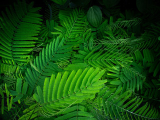 Climbing Wattle Growing