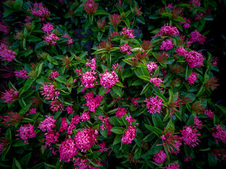 Bouquet of Pink Ixora Flowers Blooming