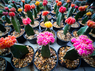 Gymnocalycium Cactus in Pots in a Row