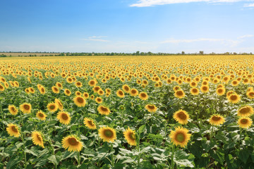 sunflower field summer landscape / bright summer day sunflowers absorb sunlight