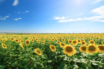 Fototapeta premium sunflower field summer landscape / bright summer day sunflowers absorb sunlight