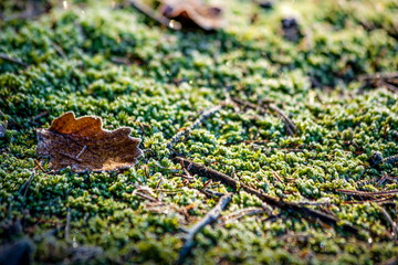 Autumn leave and spruce needles on a moss