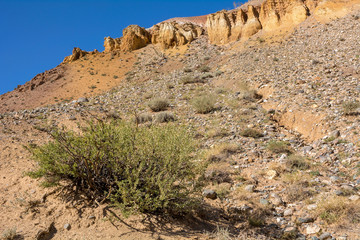 Fototapeta premium Bush Caragana pygmaea on a hillside in the Altai mountains