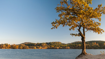 Single Common Oak on a lake shore at sunrise