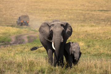 Naklejka na ściany i meble Elefanten, Massai Mara