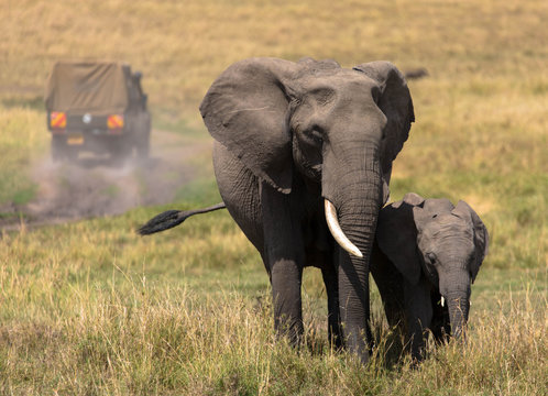 Elefanten mit Safari-Fahrzeug