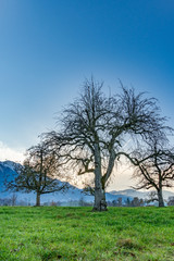 Fototapeta na wymiar Obstbäume auf einer Wiese im Winter – Berner Oberland, Panorama Berner Alpen, Schweiz