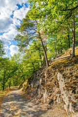 Walkway along rock with trees in german forest