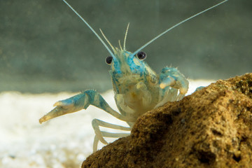 European crayfish, Astacus astacus  traditional food
