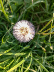 Plant Growth flower Freshness Flowering beauty in Nature fragility close-up vulnerability dandelion no people 