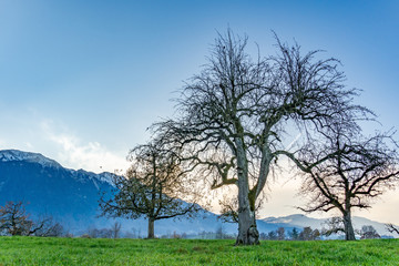 Obstbäume auf einer Wiese im Winter – Berner Oberland, Panorama Berner Alpen, Schweiz