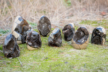 Fototapete bei efototapeten.de bestellen   