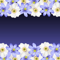 Beautiful floral background of white daffodils and liverwort 