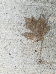concrete and leaf background