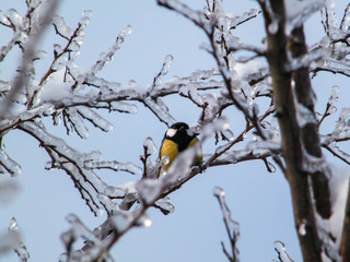 The branches of the trees and the bird titmouse in the Moscow region in winter are covered with a crust of ice after the winter rain