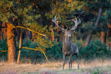 Red Deer stag in the rutting season in National Park Hoge Veluwe in the Netherlands