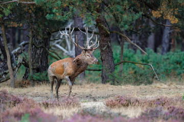 Red Deer stag in the rutting season in National Park Hoge Veluwe in the Netherlands