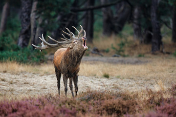 Red Deer stag bellowing in the rutting season in National Park Hoge Veluwe in the Netherlands