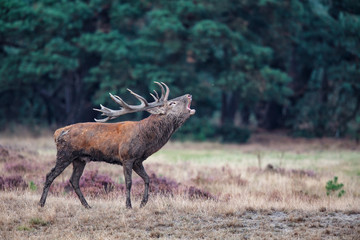 Red Deer stag bellowing in the rutting season in National Park Hoge Veluwe in the Netherlands