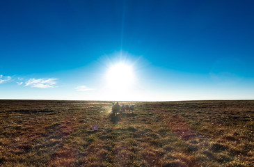 Aerial view on North Yamal landscapes