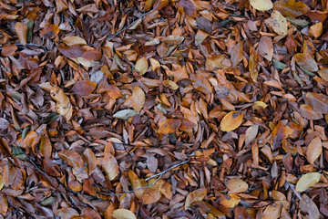 Autumn orange leaves background photo