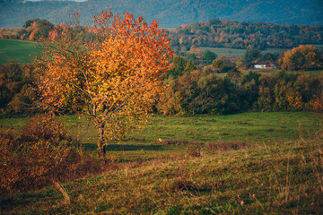 Colorful leafs in autumn landscape
