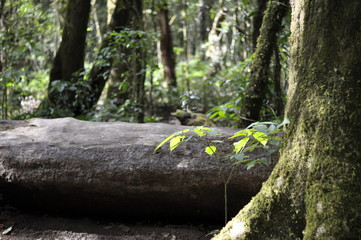 Doi Inthanon National Park, Thailand