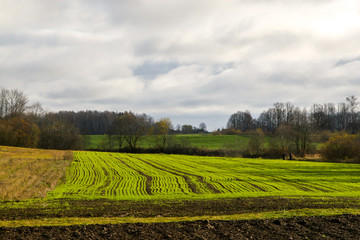 Treated field and blue sky