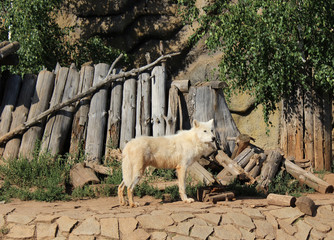 white wolf zoo look wild nature grass mountain albino farm 
