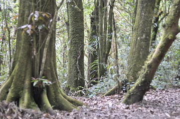 Doi Inthanon National Park, Thailand