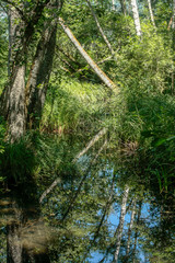Fototapeta na wymiar Marais de Lavours, swamp near Ceyzerieu France