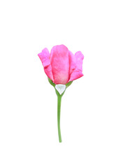 Pink rose flower  blooming isolated on white background with clipping path
