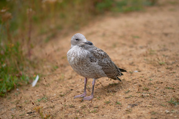 Möwe - Jungtier mit sanften Bokeh