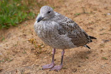 Jungtier in einer Detailaufnahme