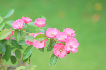 Fototapeta na wymiar Inflorescence of pink roses flower blooming in garden background