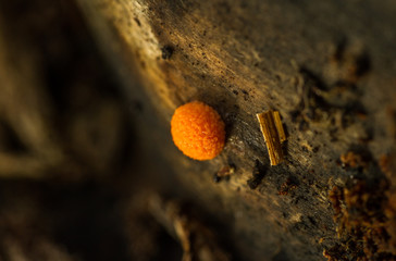 Raspberry Slime Mould (Tubifera ferruginosa)