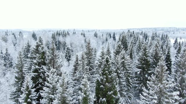 Aerial drone top view of a snowy forest in the dead of winter over tops of trees