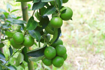 Organic lime citrus fruit hanging on tree