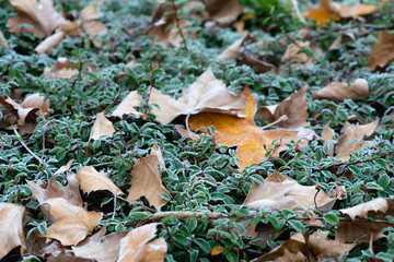 Background of morning frost on a fallen leaves