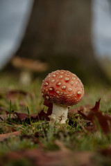 Fly Agaric (Amanita muscaria)