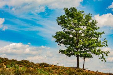 Fototapeta na wymiar Tree standing on a hill