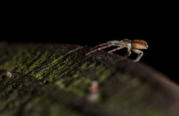 Philodromus species running crab spider 