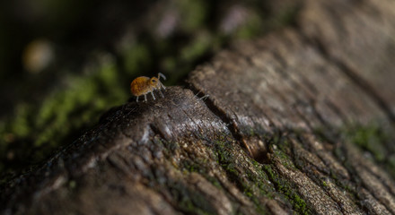 Katiannidae Genus nov.1 species nov globular springtail 