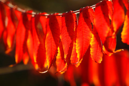 Staghorn sumac, Rhys typhina, in autumn
